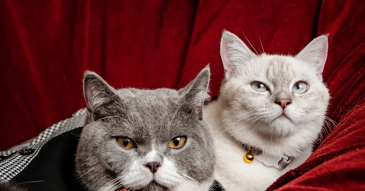 Роскошные питомцы знаменитостей в дорогих аксессуарах