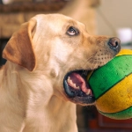 Слухи о популярности игрового слота The Dog House среди игроков