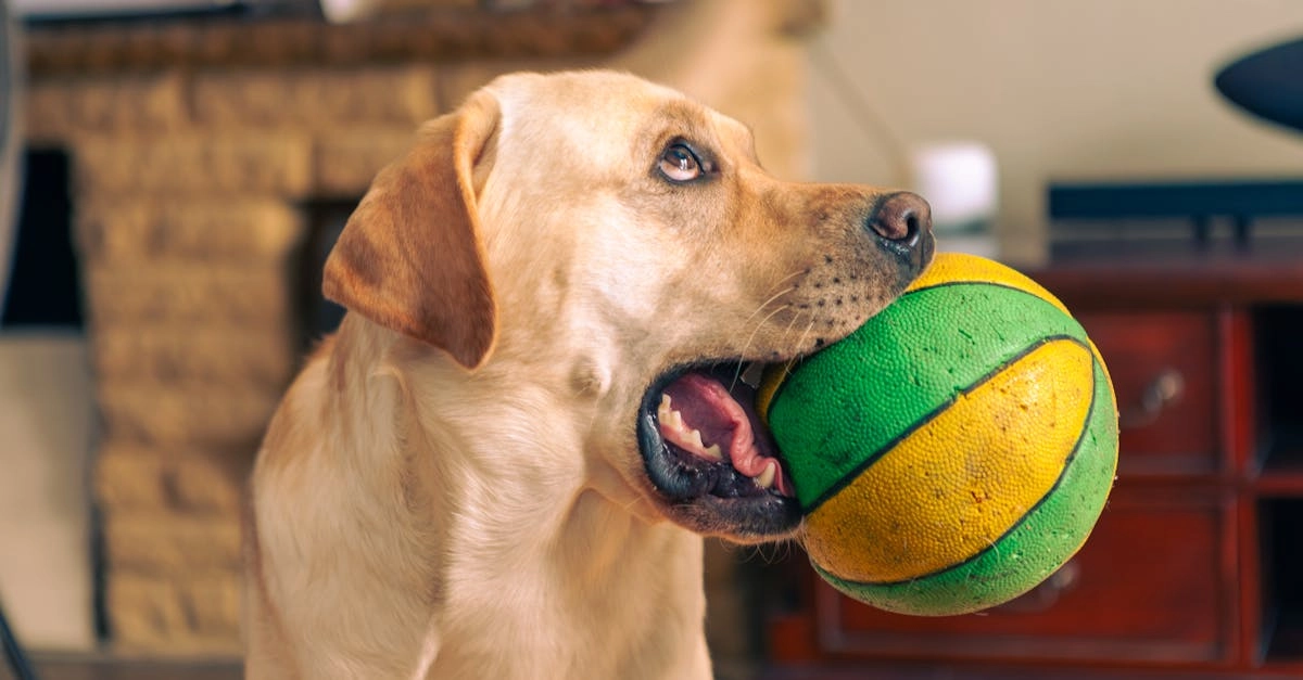 Слухи о популярности игрового слота The Dog House среди игроков