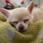 Секретные программы лояльности казино без депозита